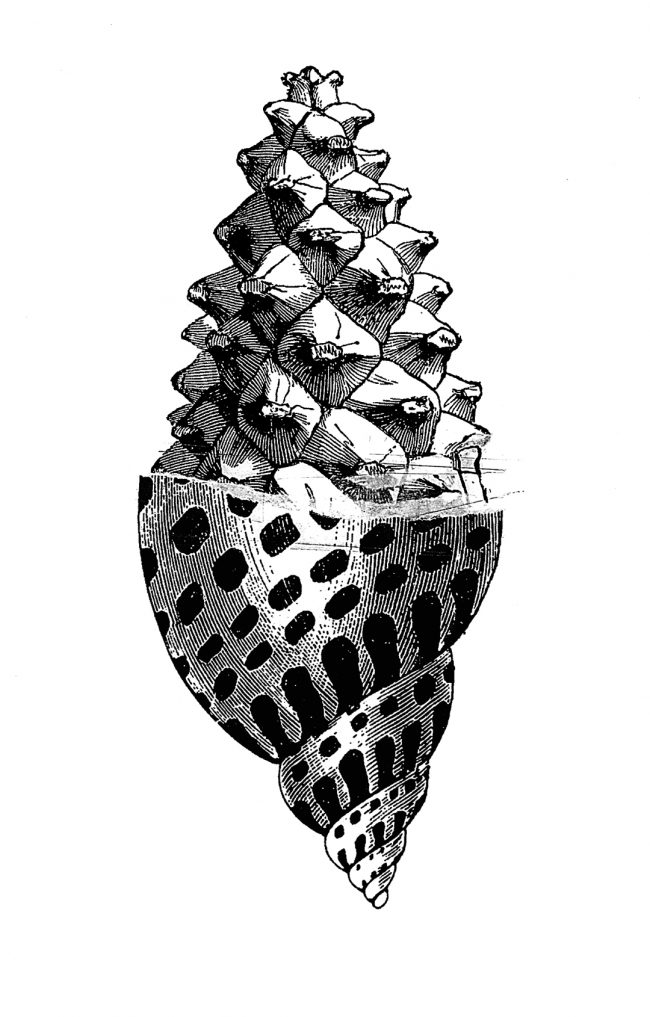 01FINALcaracola-GRIS-PEQ