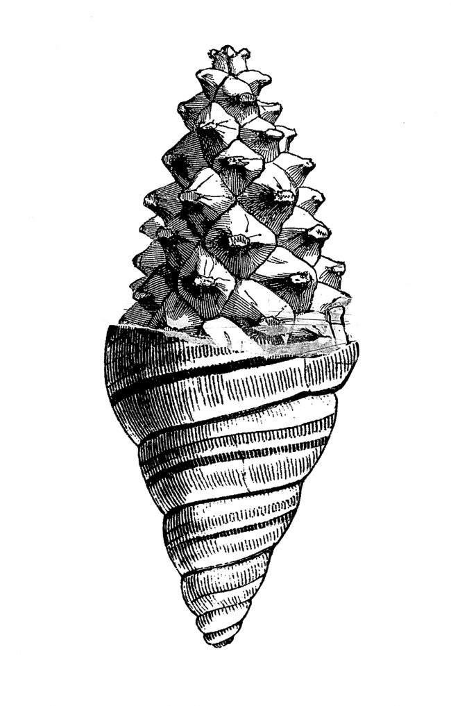 02FINALcaracola-GRIS-PEQ