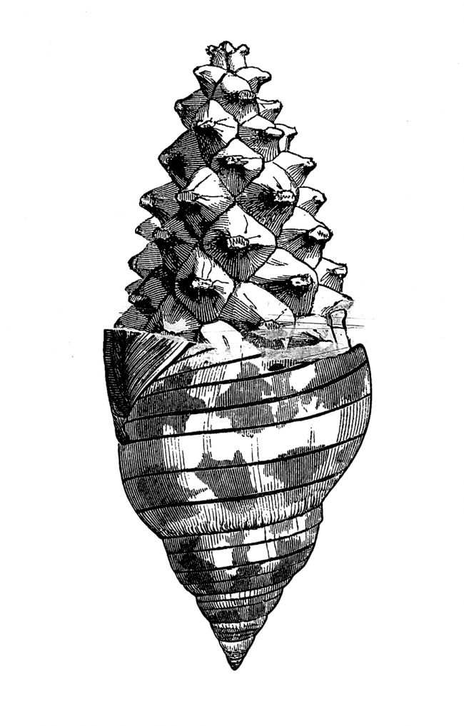 03FINALcaracola-GRIS-PEQ