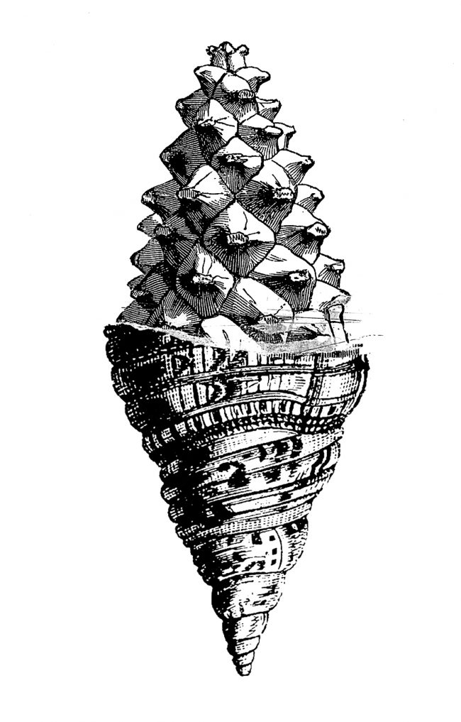 04FINALcaracola-GRIS-PEQ